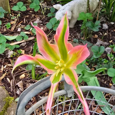 Palmengarten *