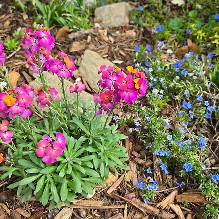 Palmengarten 바트혼네프암라인
