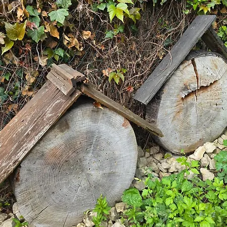 Palmengarten 아파트 바트혼네프암라인